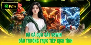 Đá Gà Cựa Sắt V8WIN - Đấu Trường Trực Tiếp Kịch Tính